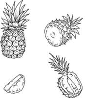 Pineapple sketch. Hand drawn ananas slices isolated. vector