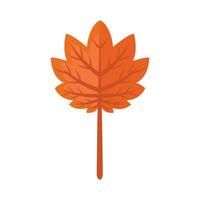 maple autumn leaf illustration vector