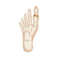 bone foot illustration vector