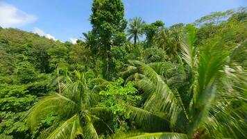 vlucht door de weelderig tropisch regenwoud in Thailand video