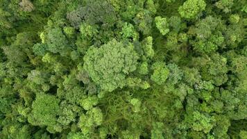 Haut vue de une dense tropical forêt tropicale dans Thaïlande video