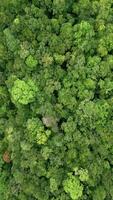 topo Visão do uma denso tropical floresta tropical dentro Tailândia video