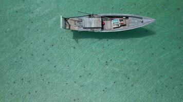 estrella de mar en el mar en phu quoc isla, Vietnam. natural antecedentes video