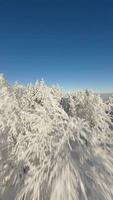 cinematográfico fpv zangão voar entre lindo coberto de neve árvores dentro inverno floresta. video