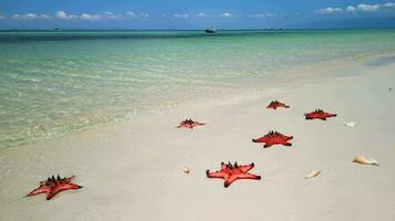 idílico tropical de praia com estrelas do mar e cartuchos em phu quoc ilha, Vietnã video