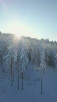 Aerial sunrise landscape with snow falling in the winter mountain forest video