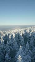 Cinematic view of beautiful snow-covered winter mountain forest. video