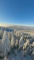 cinematográfico fpv zangão voar evidente lindo coberto de neve inverno montanha floresta. video