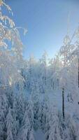 cinematográfico fpv zumbido vuelo en cuento de hadas cubierto de nieve invierno montaña bosque video