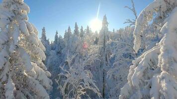 cinematográfico fpv zumbido vuelo entre hermosa cubierto de nieve arboles en invierno bosque. video