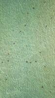 cristal clair mer avec étoile de mer sur phu quoc île, vietnam video