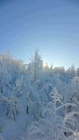 cinematográfico fpv zangão voar dentro conto de fadas coberto de neve inverno montanha floresta video