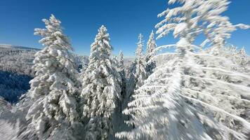filmisch fpv Drohne Flug unter schön schneebedeckt Winter Berg Wald. video