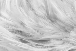 White chicken feathers in soft and blur style for background photo