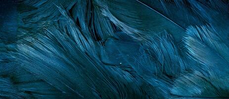 blue hawk feathers with visible detail. background or texture photo