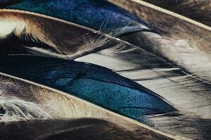 Close up Beautiful Colored duck Bird feather pattern background for design texture. Macro photography view. photo