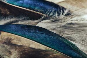 Close up Beautiful Colored duck Bird feather pattern background for design texture. Macro photography view. photo