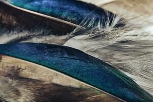 Close up Beautiful Colored duck Bird feather pattern background for design texture. Macro photography view. photo