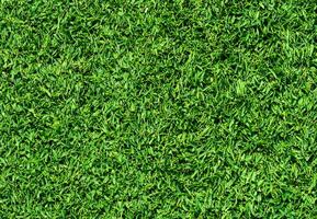 Natural Green grass texture background Close up Top view photo
