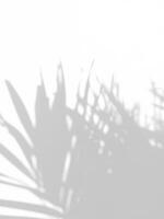 abstract shadow of beautiful palm leaves on white background photo