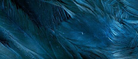 blue hawk feathers with visible detail. background or texture photo