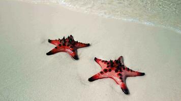 stella marina su tropicale spiaggia, vicino su. concetti di estate, viaggiare, vacanza video