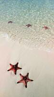 Starfish on tropical beach, close up. Concepts of summer, travel, vacation video