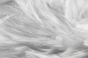 White chicken feathers in soft and blur style for background photo