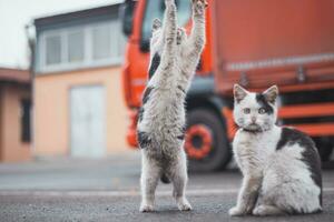 Group of cute, frisky kittens run around and play with each other. The cuteness of four-legged babies. A family of cats. Young daughters playing together photo