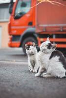 grupo de lindo, retozón gatitos correr alrededor y jugar con cada otro. el monería de de cuatro patas bebés. un familia de gatos joven hijas jugando juntos foto