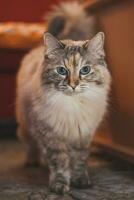 Portrait of a fluffy Ragdoll cat standing on a table in a living room in the evening light. Animal's curious gaze. Family pet photo