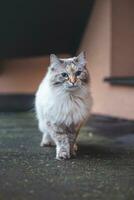 Four-legged, furry princess with blue eyes standing majestically on the roof of the family home, exploring the surroundings. Domestic cat in the morning photo