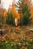 Rails of the railway in autumn, around the forest photo