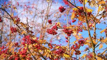 Bright red rowan tree with yellow leaves on blue sky background photo