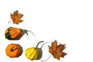 Three different pumpkins on a white background photo