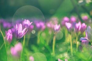 Pink Colchicum flowers in the garden in the sun. Beautiful flowers, natural background photo