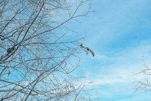 un ardilla saltos desde uno árbol a otro en invierno. invierno, gris ardilla, saltar foto