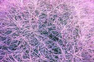 Abstract background. lilac pink plant background, algae photo