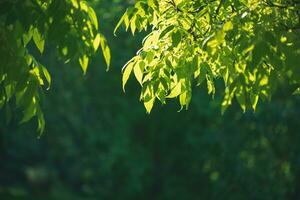 natural green background, tree leaves, ecology, nature photo