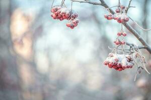 Red rowan in winter under the snow. Winter Concept photo