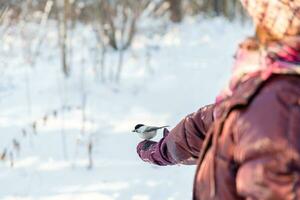 en el bosque, el pájaro toma el semillas desde su mano. alimentación aves en invierno. trepatroncos, paro, paro foto