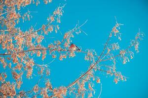 Bright bullfinch with red breast sitting on a tree in winter photo