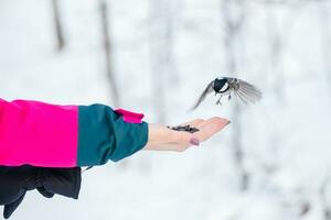 en el bosque, el pájaro toma el semillas desde su mano. alimentación aves en invierno. trepatroncos, paro, paro foto