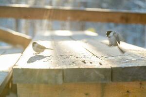 birds and crawl on a wooden table in winter in frosty weather peck at seeds photo