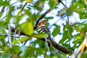 Eurasian Hoopoe or Common hoopoe perched on tree photo