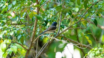 Black Naped Monarch perched on tree photo