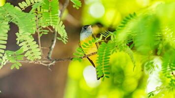 canoso papamoscas-canario encaramado en árbol foto