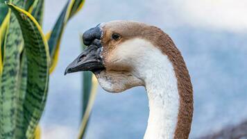 close up goose in the garden photo