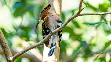 Eurasian Hoopoe or Common hoopoe perched on tree photo