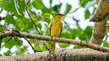 Black-naped Oriole perched on tree photo